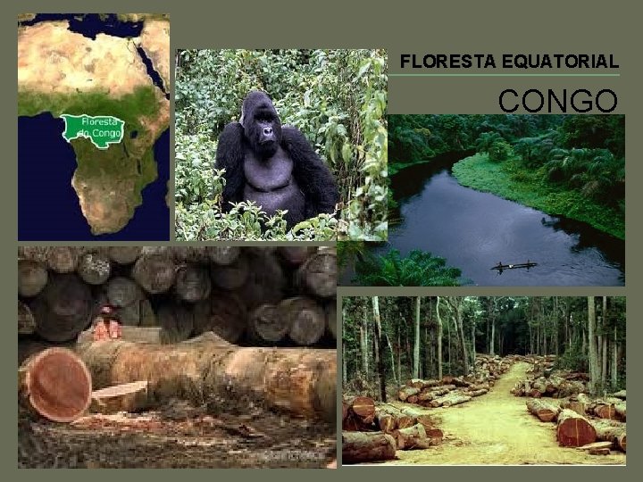 FLORESTA EQUATORIAL CONGO 