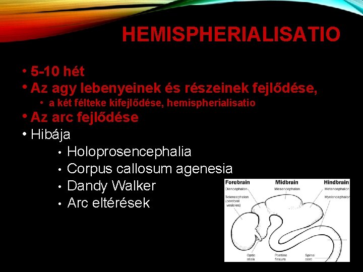 HEMISPHERIALISATIO • 5 -10 hét • Az agy lebenyeinek és részeinek fejlődése, • a
