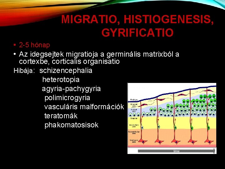 MIGRATIO, HISTIOGENESIS, GYRIFICATIO • 2 -5 hónap • Az idegsejtek migratioja a germinális matrixból