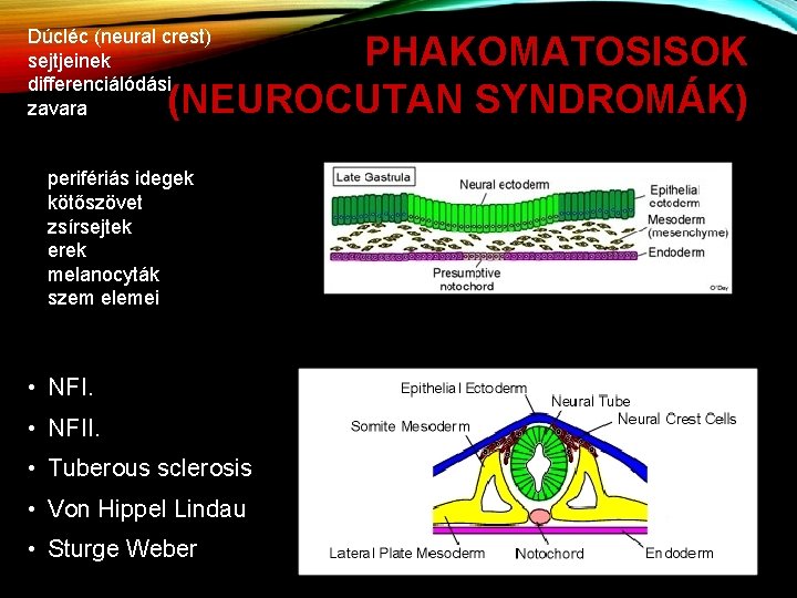 Dúcléc (neural crest) sejtjeinek differenciálódási zavara PHAKOMATOSISOK (NEUROCUTAN SYNDROMÁK) perifériás idegek kötőszövet zsírsejtek erek