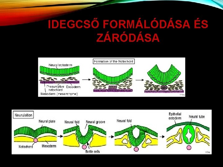 IDEGCSŐ FORMÁLÓDÁSA ÉS ZÁRÓDÁSA 