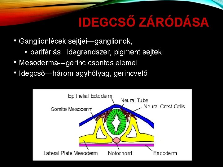 IDEGCSŐ ZÁRÓDÁSA • Ganglionlécek sejtjei—ganglionok, • perifériás idegrendszer, pigment sejtek • Mesoderma---gerinc csontos elemei