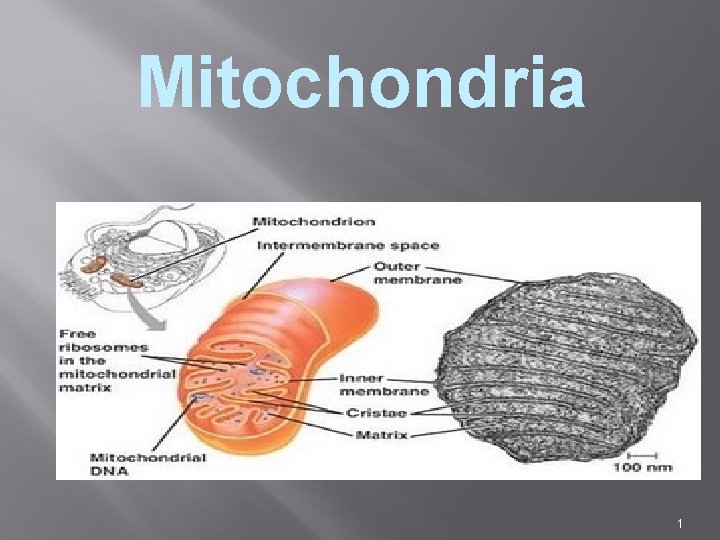Mitochondria 1 