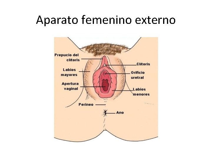 Aparato femenino externo 