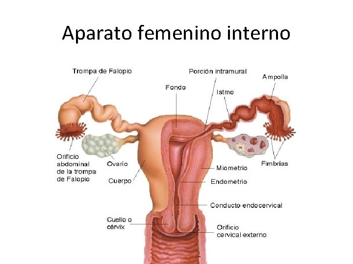 Aparato femenino interno 