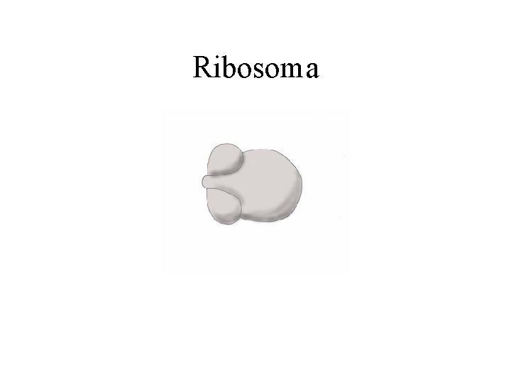 Ribosoma 