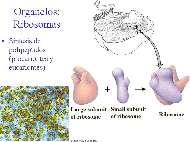 Organelos: Ribosomas • Síntesis de polipéptidos (procariontes y eucariontes) 