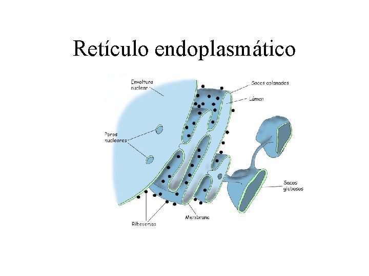 Retículo endoplasmático 