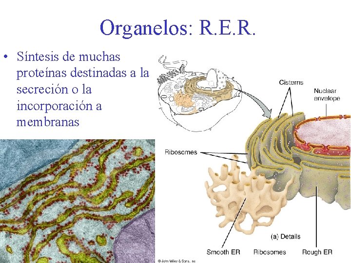 Organelos: R. E. R. • Síntesis de muchas proteínas destinadas a la secreción o