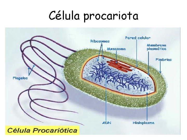 Célula procariota 