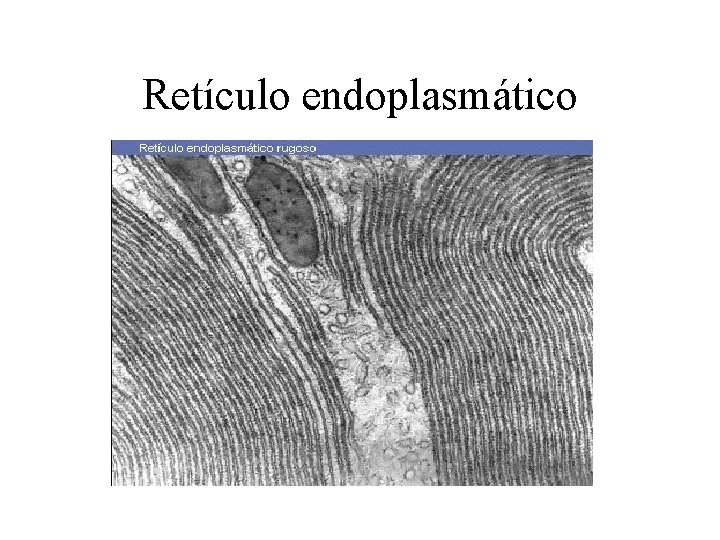 Retículo endoplasmático 