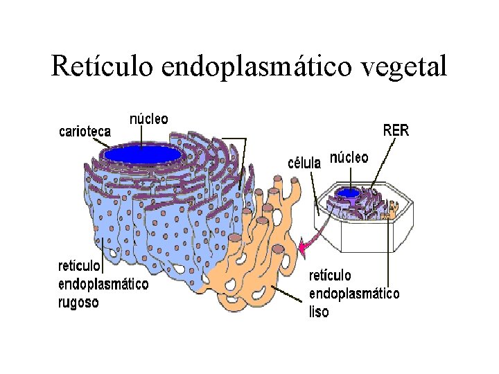 Retículo endoplasmático vegetal 