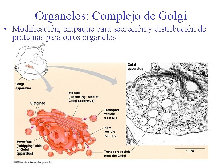 Organelos: Complejo de Golgi • Modificación, empaque para secreción y distribución de proteínas para