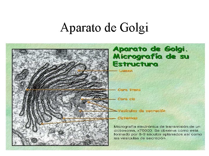 Aparato de Golgi 