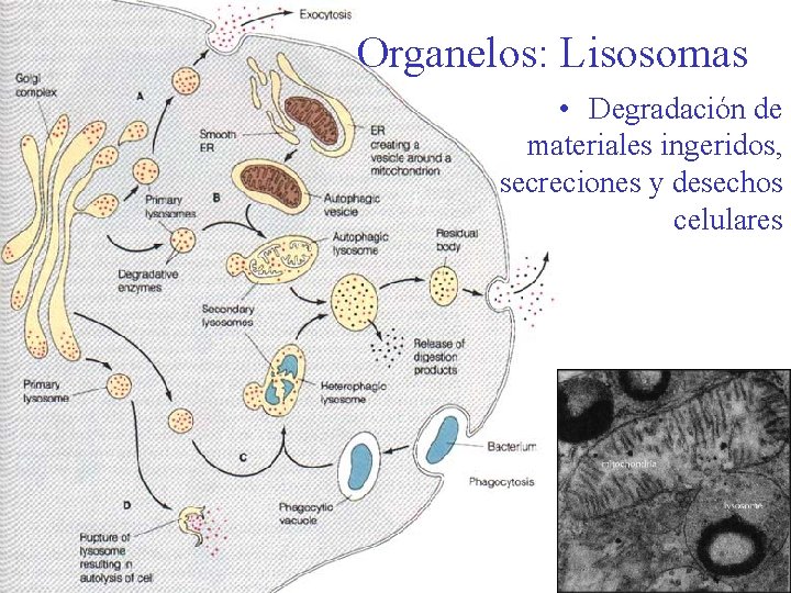 Organelos: Lisosomas • Degradación de materiales ingeridos, secreciones y desechos celulares 