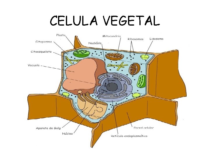 CELULA VEGETAL 