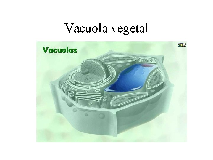 Vacuola vegetal 