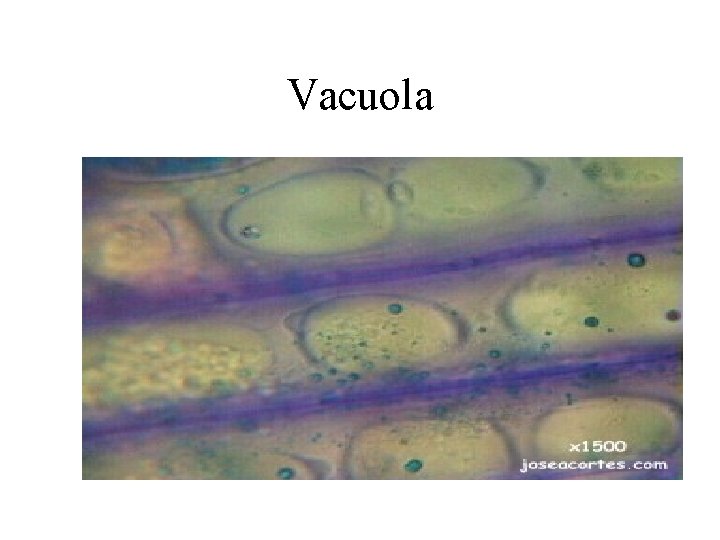 Vacuola 