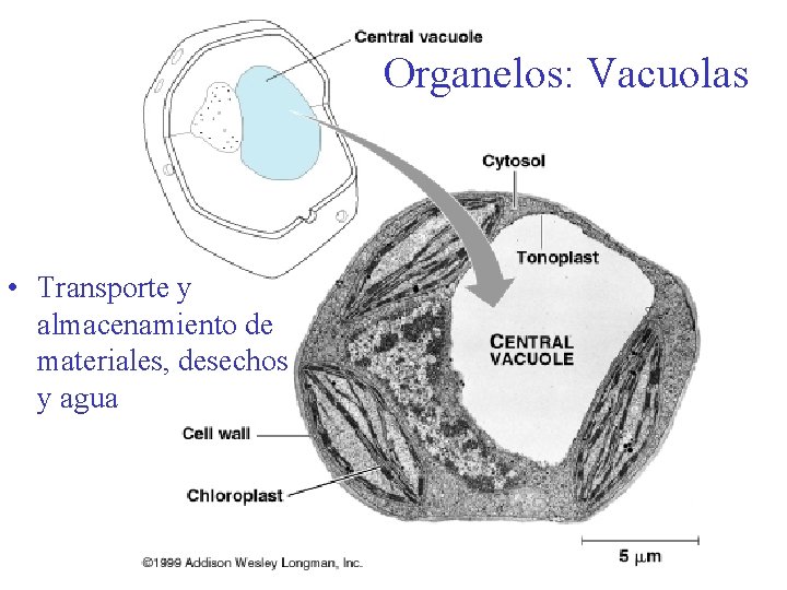Organelos: Vacuolas • Transporte y almacenamiento de materiales, desechos y agua 