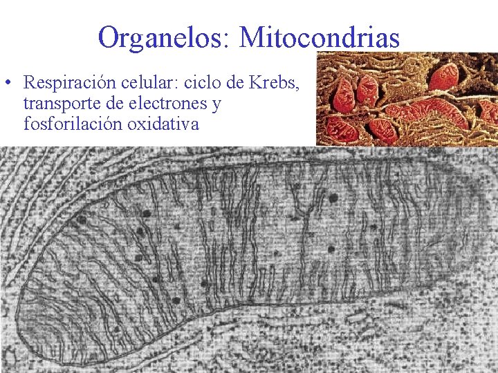 Organelos: Mitocondrias • Respiración celular: ciclo de Krebs, transporte de electrones y fosforilación oxidativa