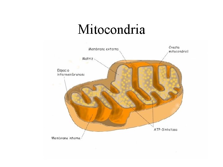 Mitocondria 