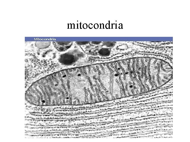 mitocondria 