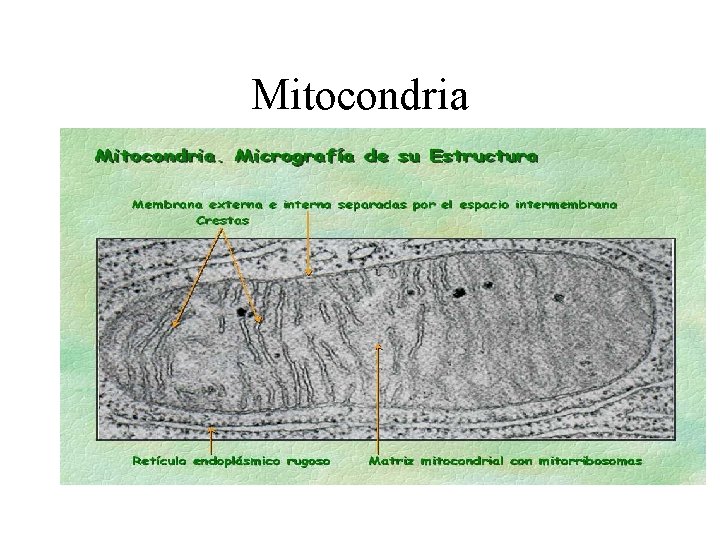 Mitocondria 