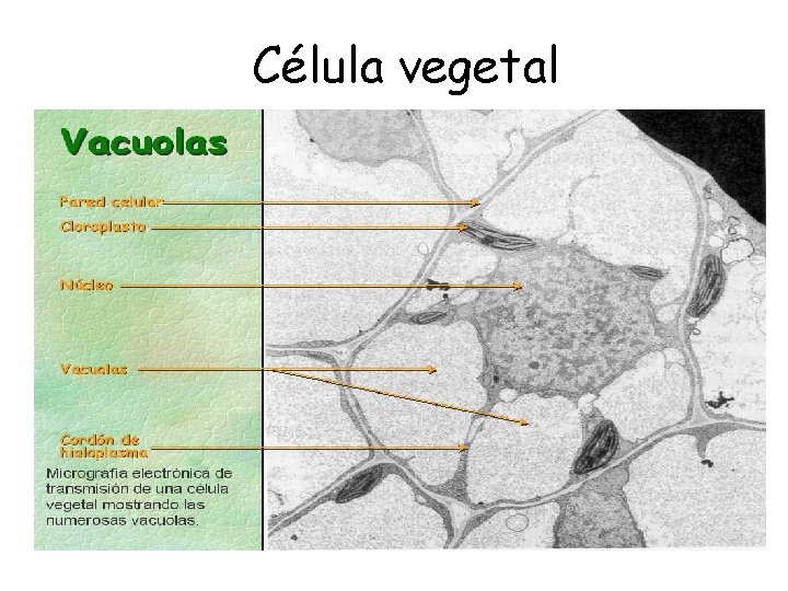 Célula vegetal 