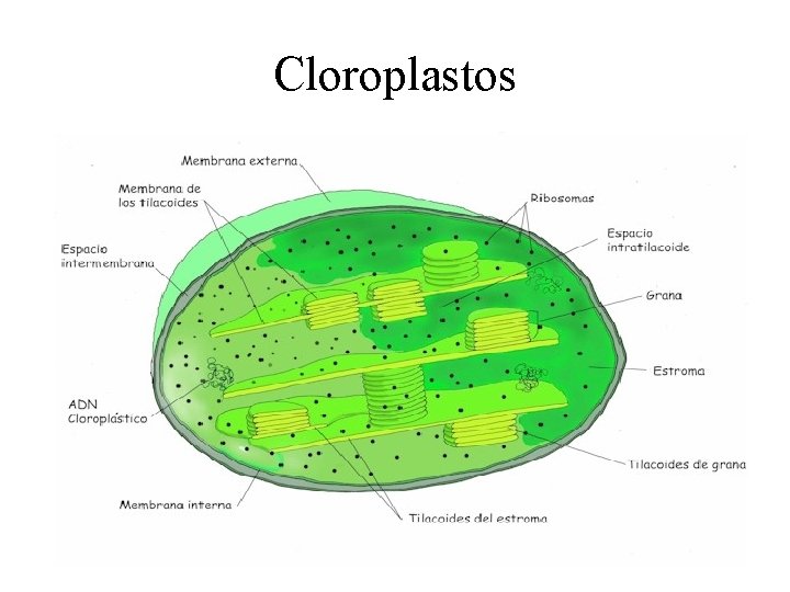 Cloroplastos 