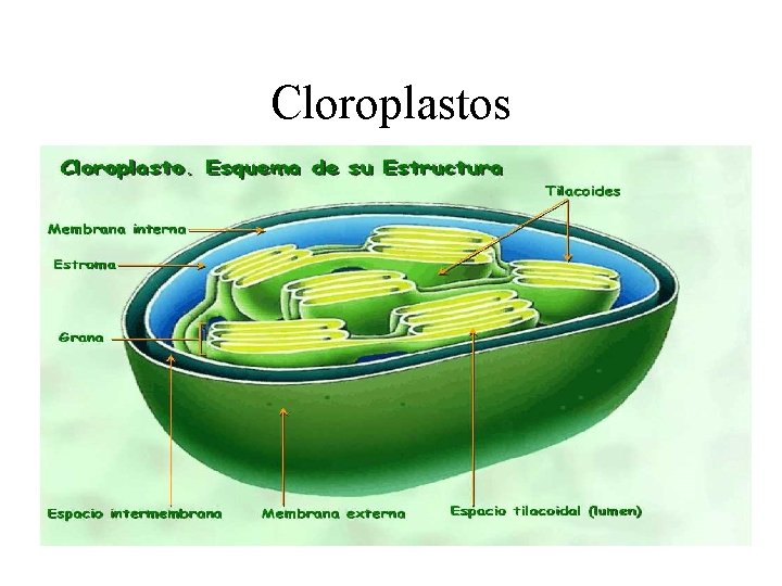 Cloroplastos 