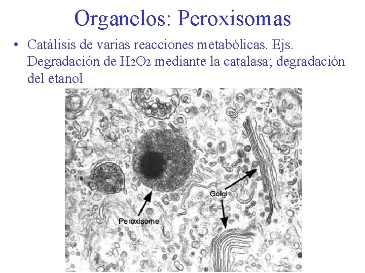 Organelos: Peroxisomas • Catálisis de varias reacciones metabólicas. Ejs. Degradación de H 2 O