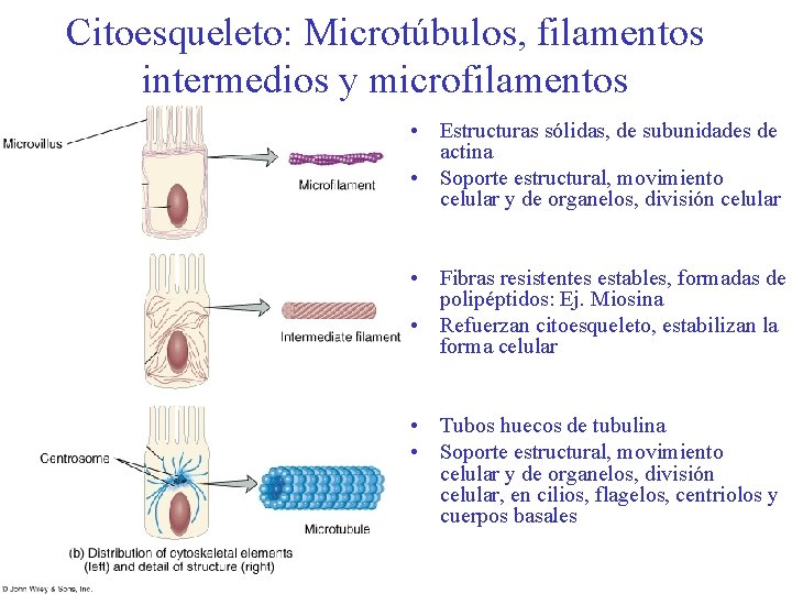 Citoesqueleto: Microtúbulos, filamentos intermedios y microfilamentos • Estructuras sólidas, de subunidades de actina •