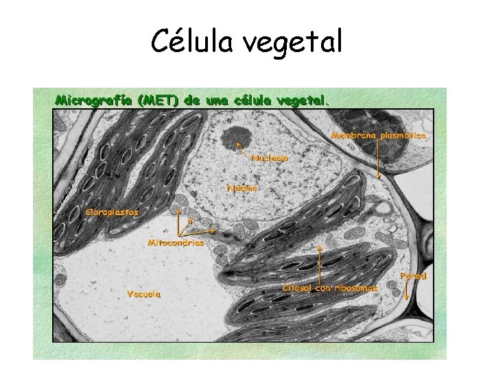 Célula vegetal 