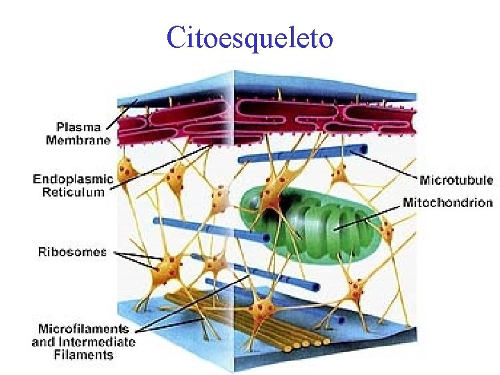 Citoesqueleto 