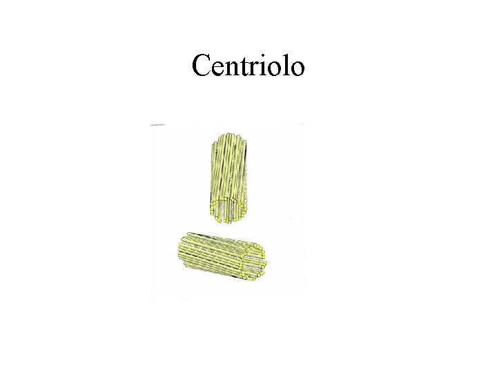 Centriolo 