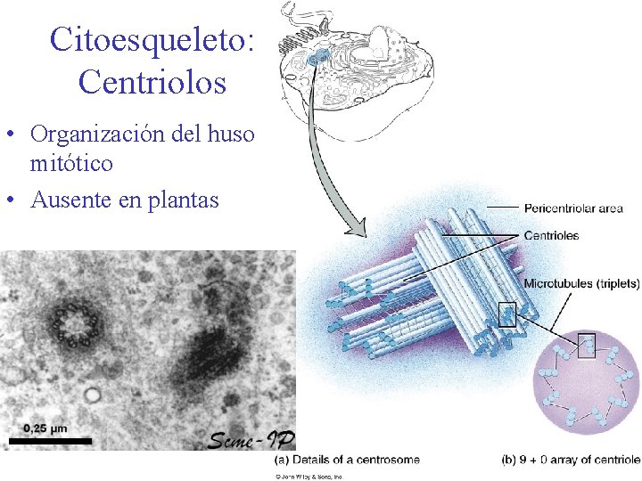 Citoesqueleto: Centriolos • Organización del huso mitótico • Ausente en plantas 