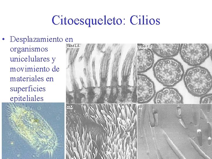 Citoesqueleto: Cilios • Desplazamiento en organismos unicelulares y movimiento de materiales en superficies epiteliales