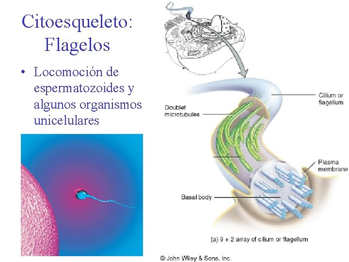 Citoesqueleto: Flagelos • Locomoción de espermatozoides y algunos organismos unicelulares 