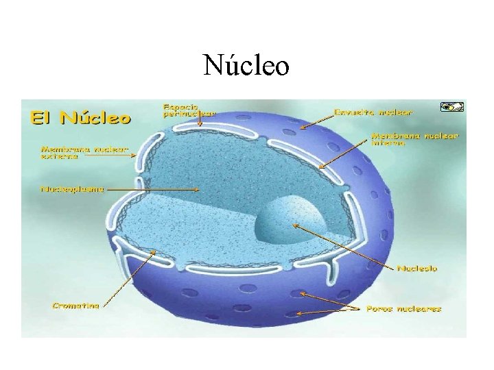 Núcleo 