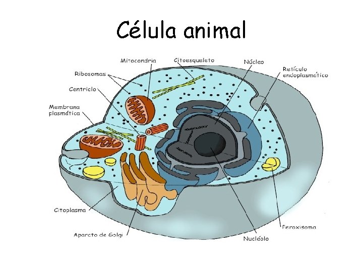 Célula animal 