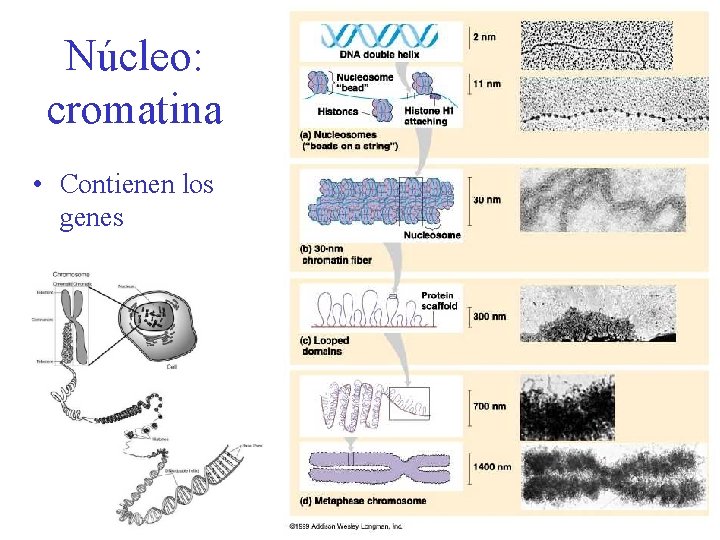 Núcleo: cromatina • Contienen los genes 