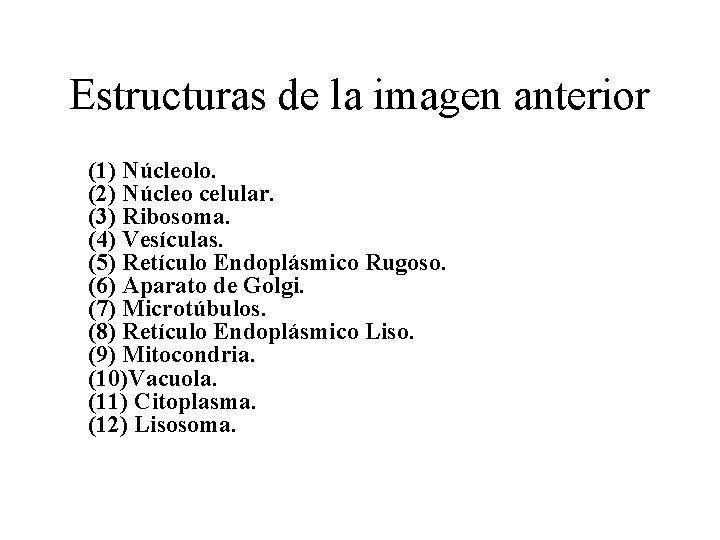 Estructuras de la imagen anterior (1) Núcleolo. (2) Núcleo celular. (3) Ribosoma. (4) Vesículas.