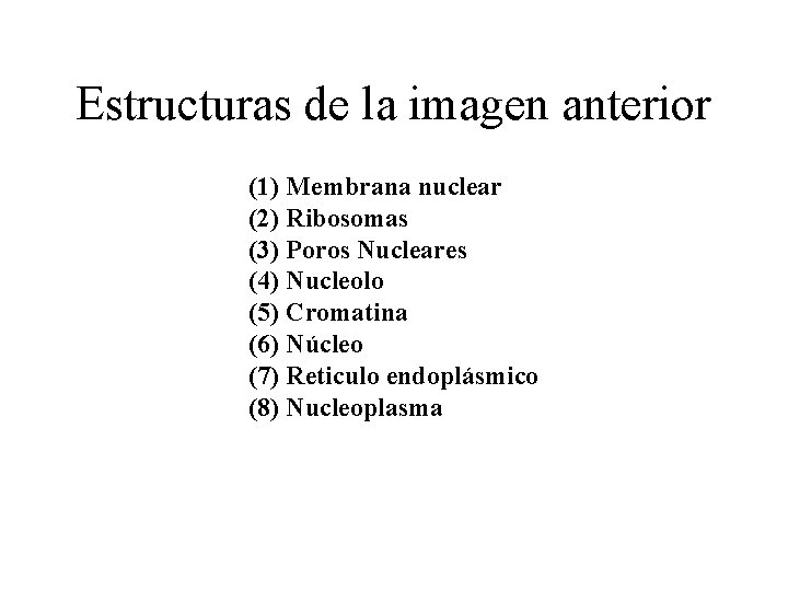 Estructuras de la imagen anterior (1) Membrana nuclear (2) Ribosomas (3) Poros Nucleares (4)