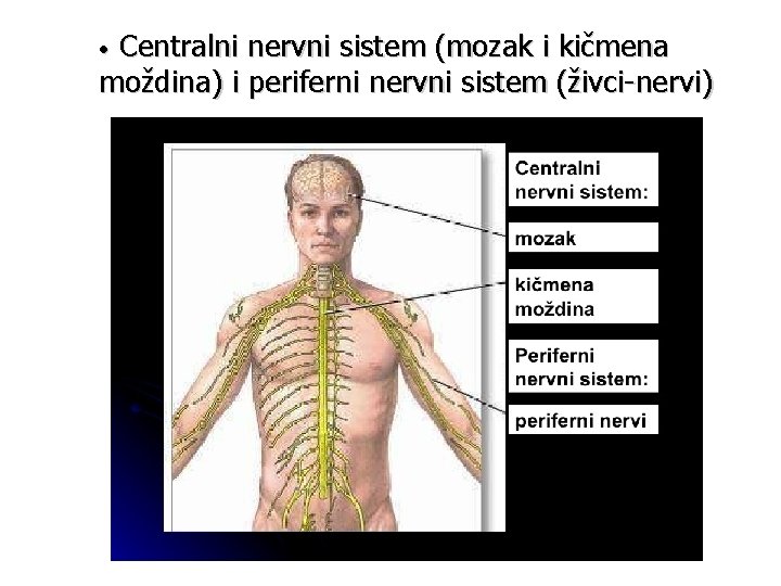 Centralni nervni sistem (mozak i kičmena moždina) i periferni nervni sistem (živci-nervi) • 