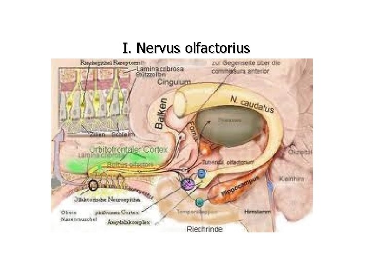 I. Nervus olfactorius 