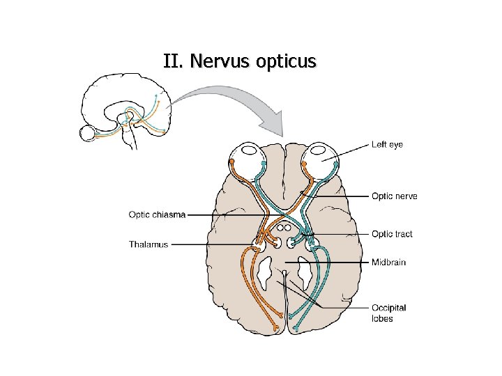 II. Nervus opticus 