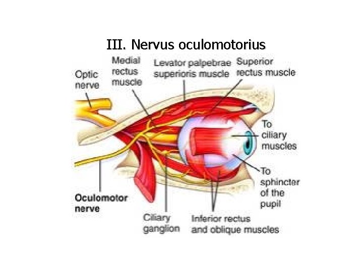 III. Nervus oculomotorius 