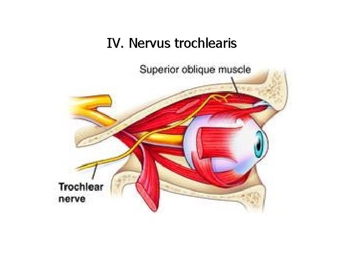 IV. Nervus trochlearis 