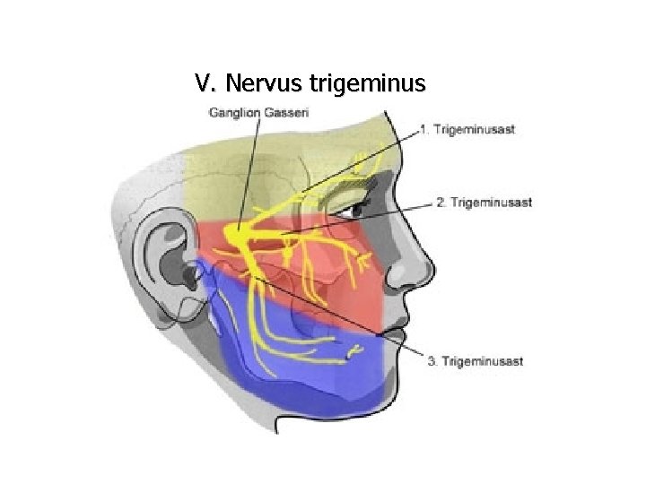 V. Nervus trigeminus 