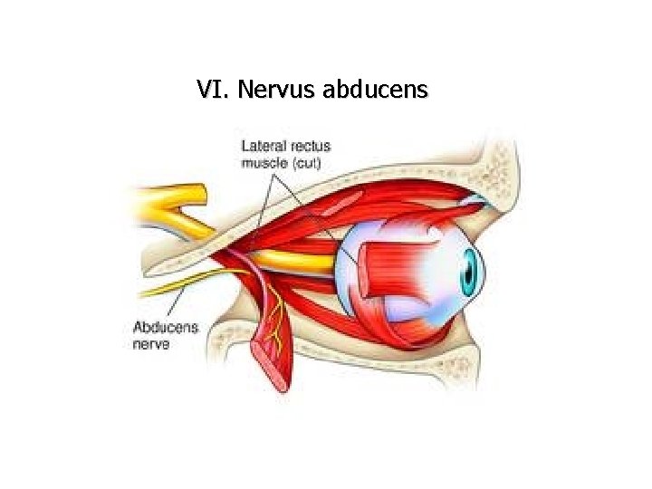 VI. Nervus abducens 
